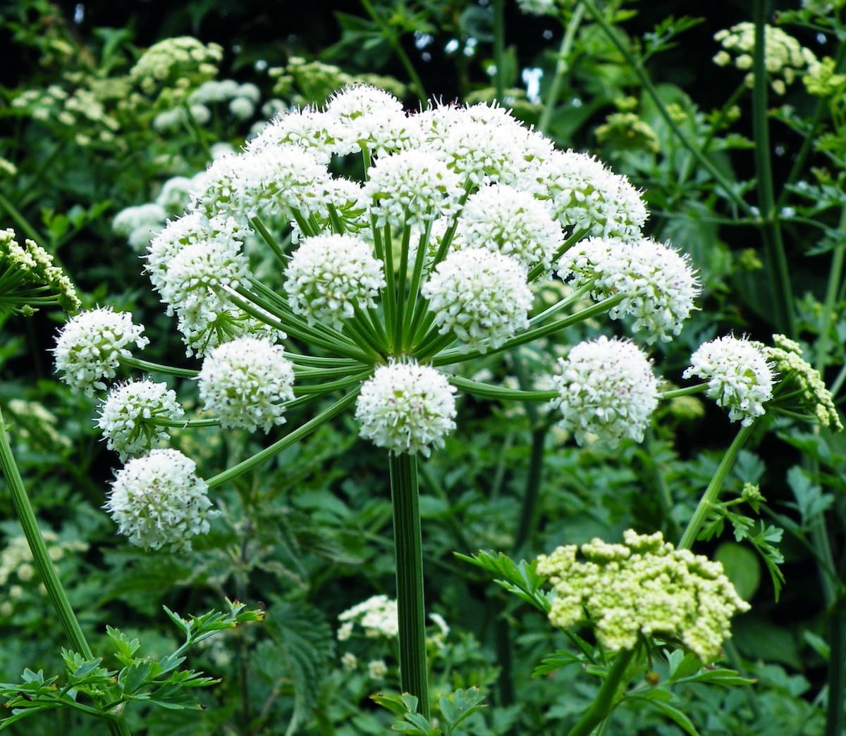 angelica