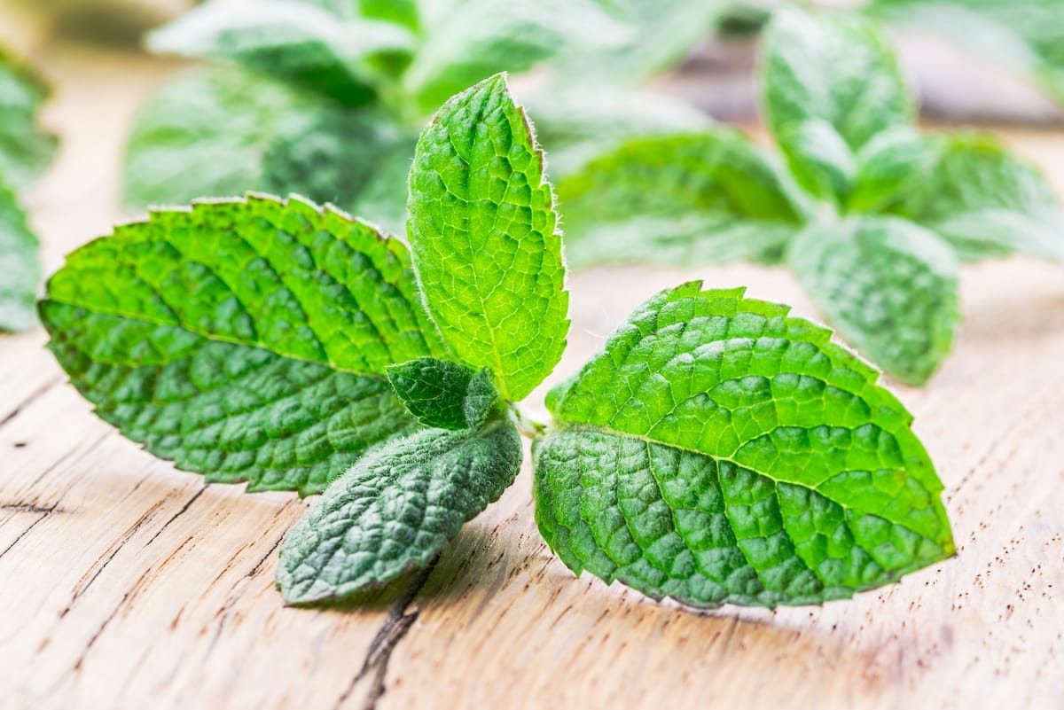 apple mint