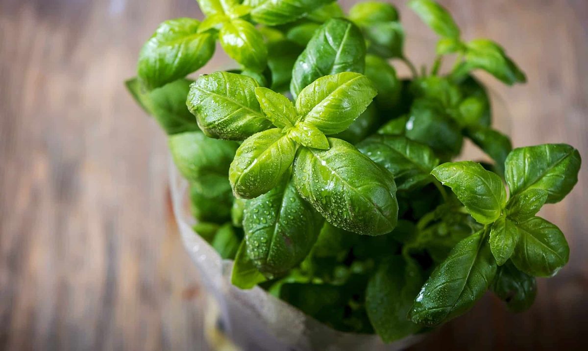 basil vs cilantro