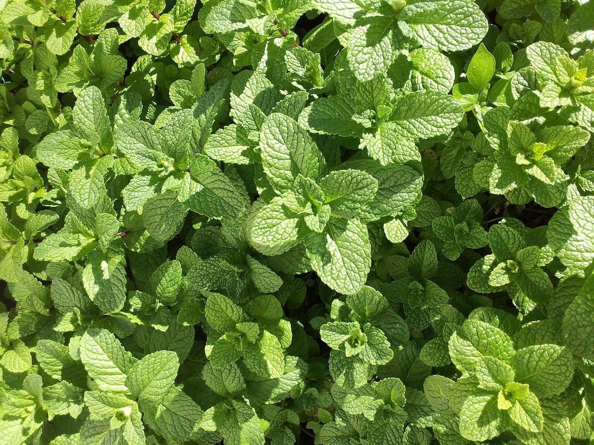 basil vs mint