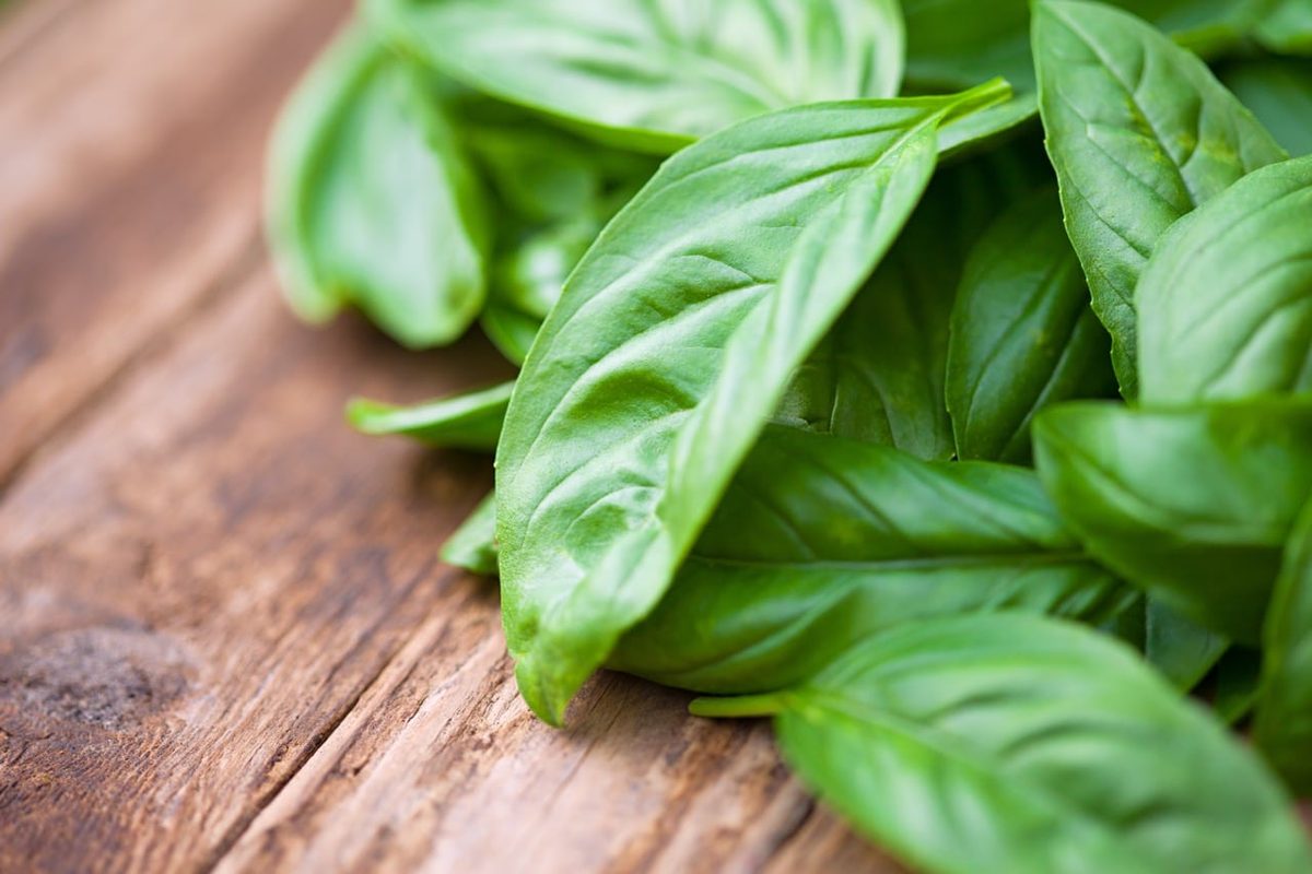 Basil Vs. Oregano