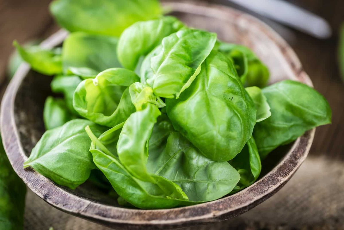 Parsley vs Basil