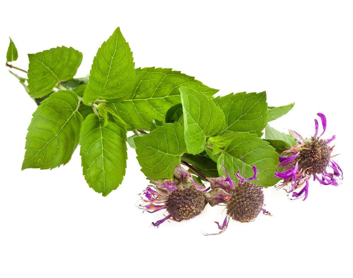 Bergamot