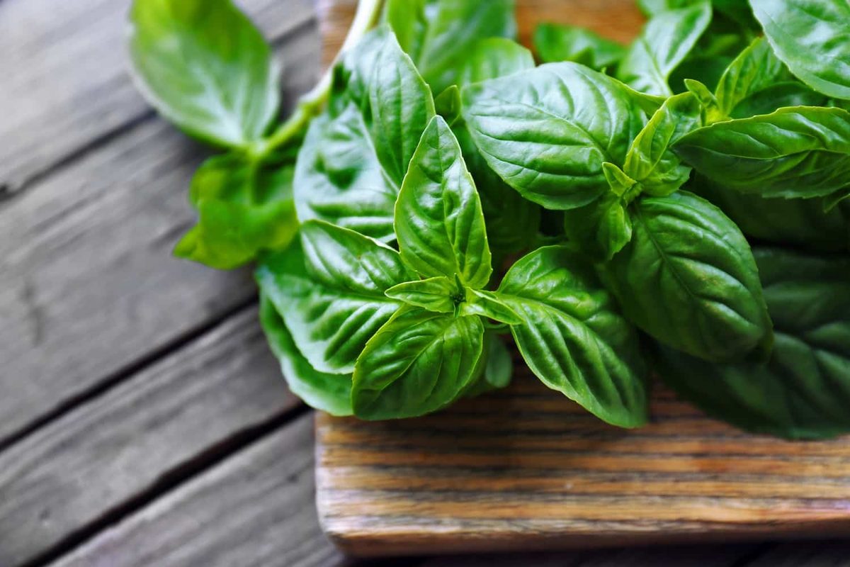 Can you freeze basil