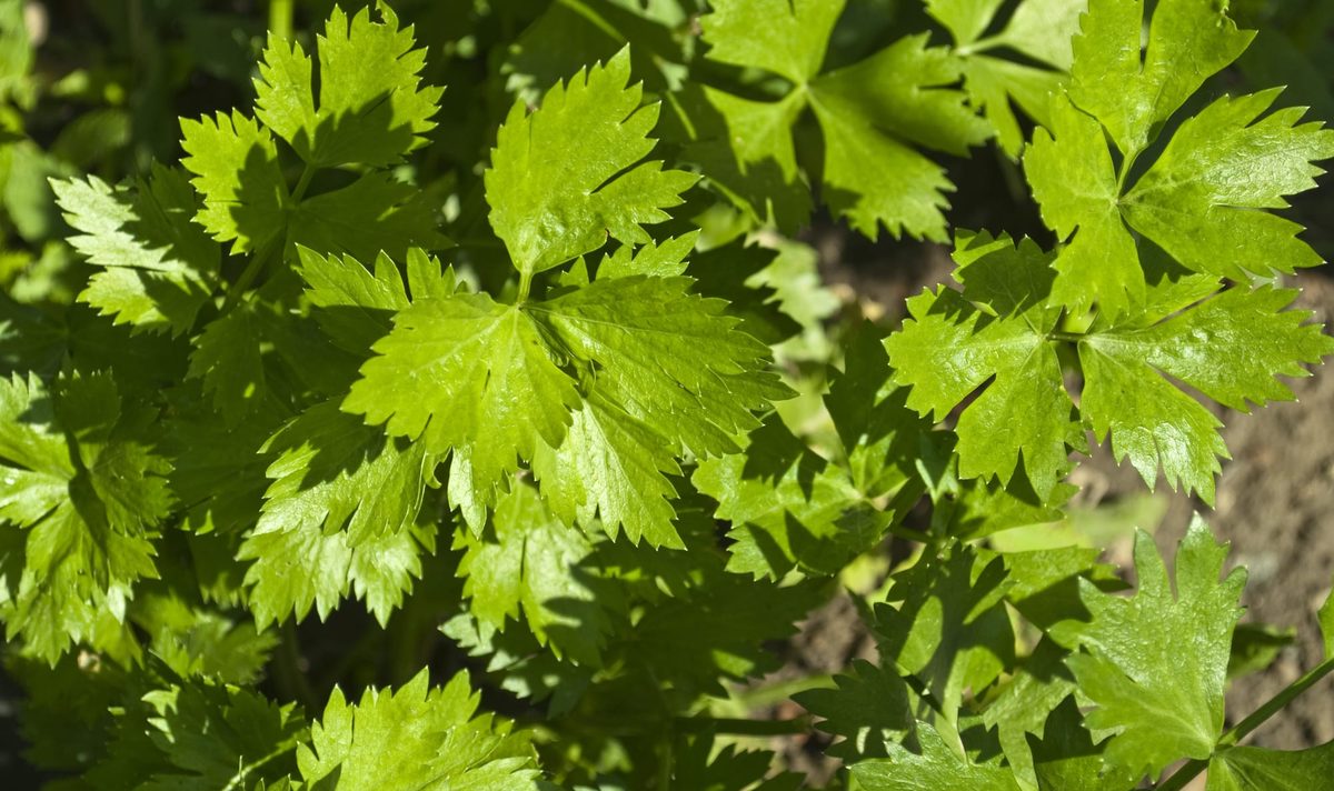 Celery leaves