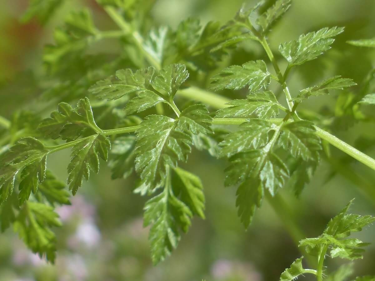 Chervil Substitute