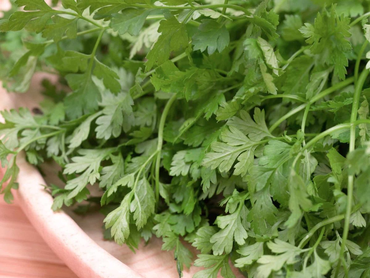 Chervil Vs. Parsley