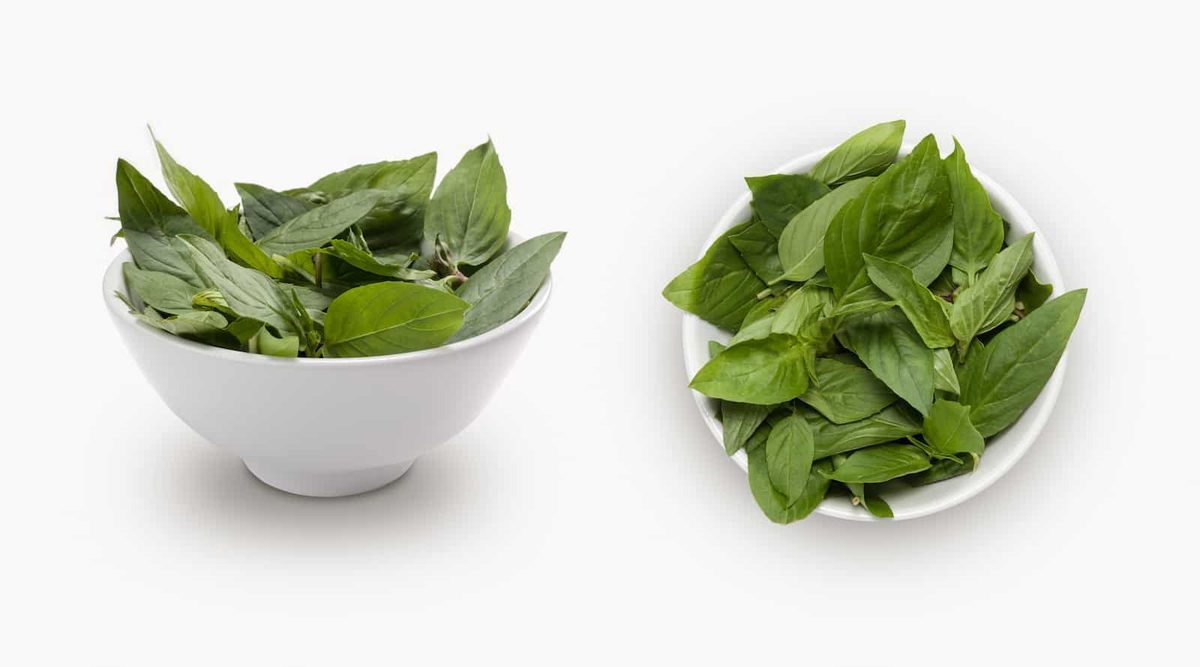 Cinnamon Basil vs Thai Basil