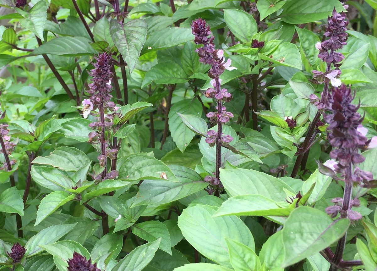 Cinnamon Basil