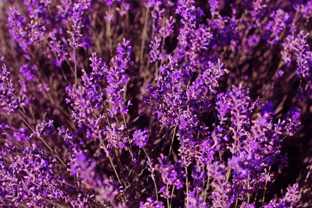 Lavender