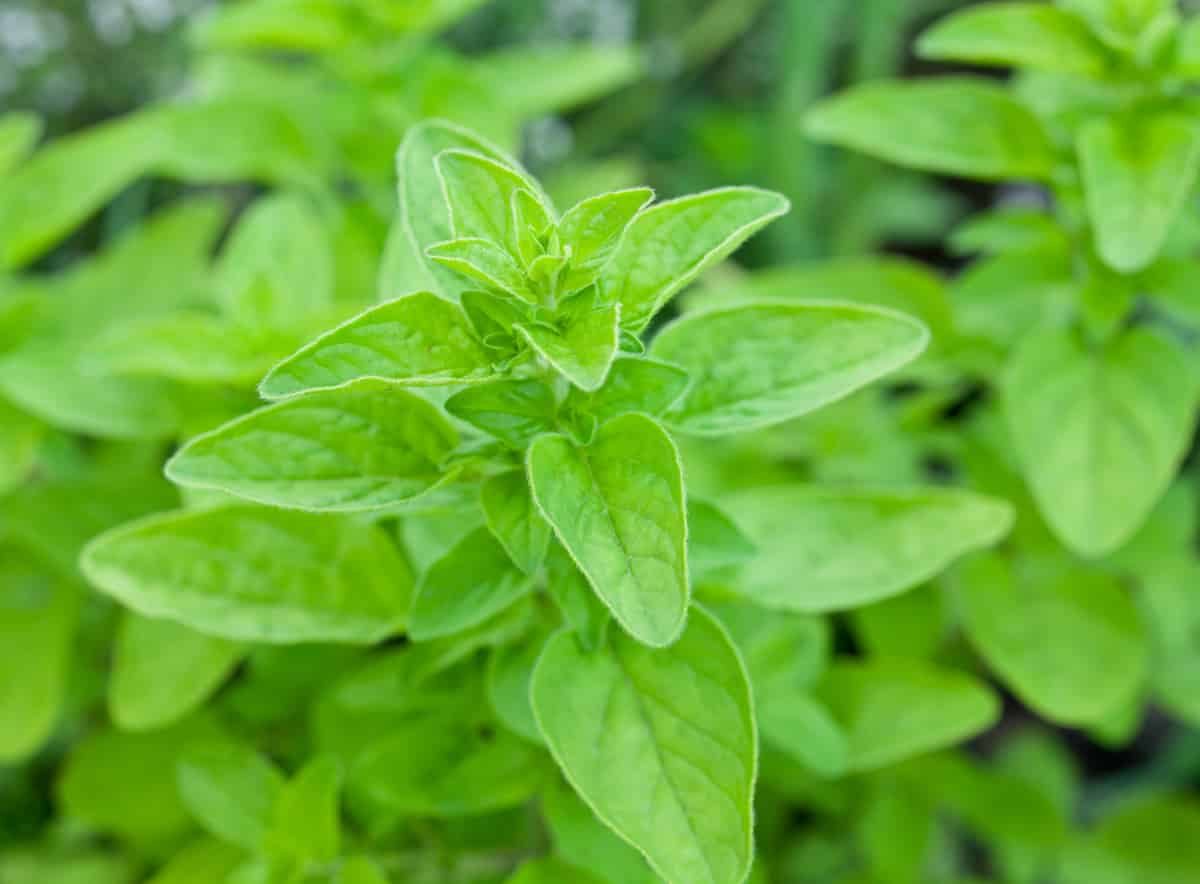 cooking with marjoram
