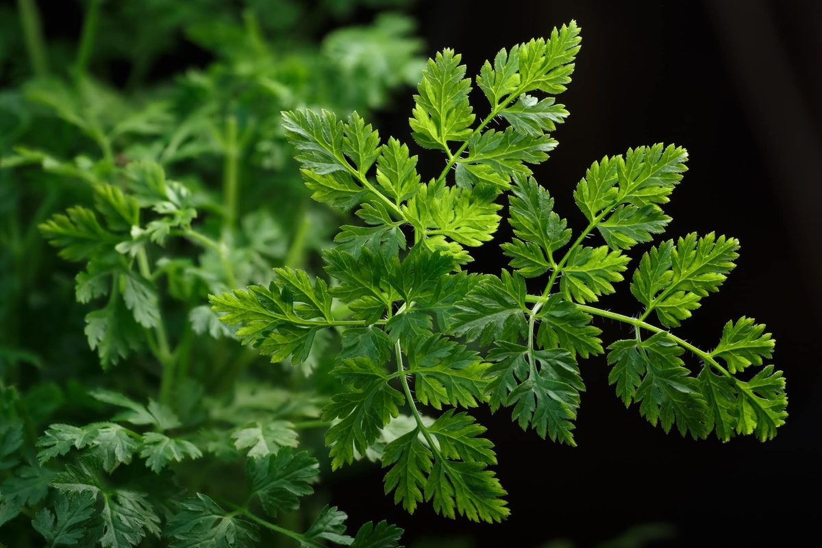 Chervil_Fines Herbes