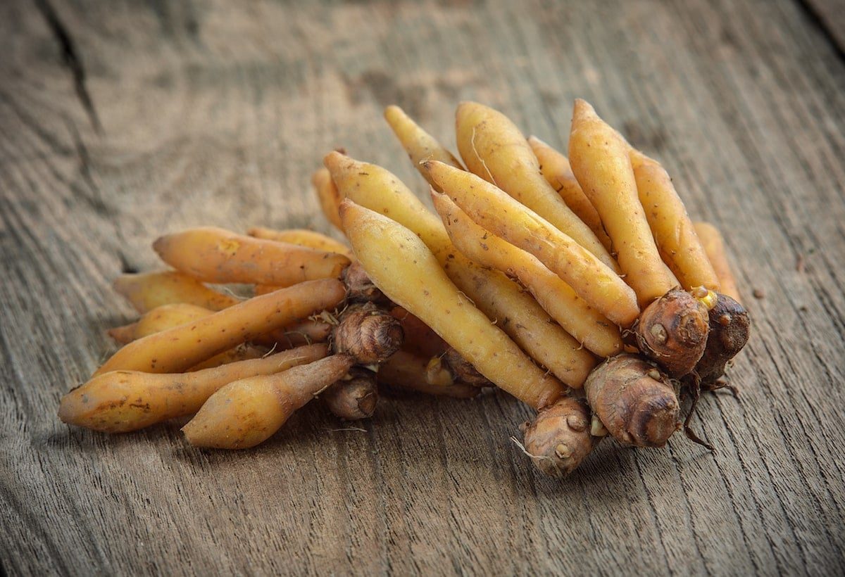 Fingerroot