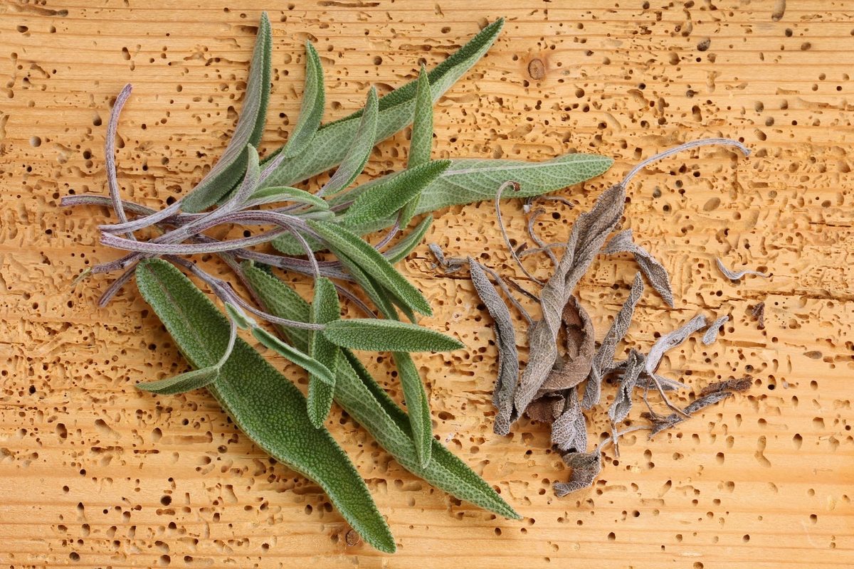 Fresh Sage Vs. Dried Sage