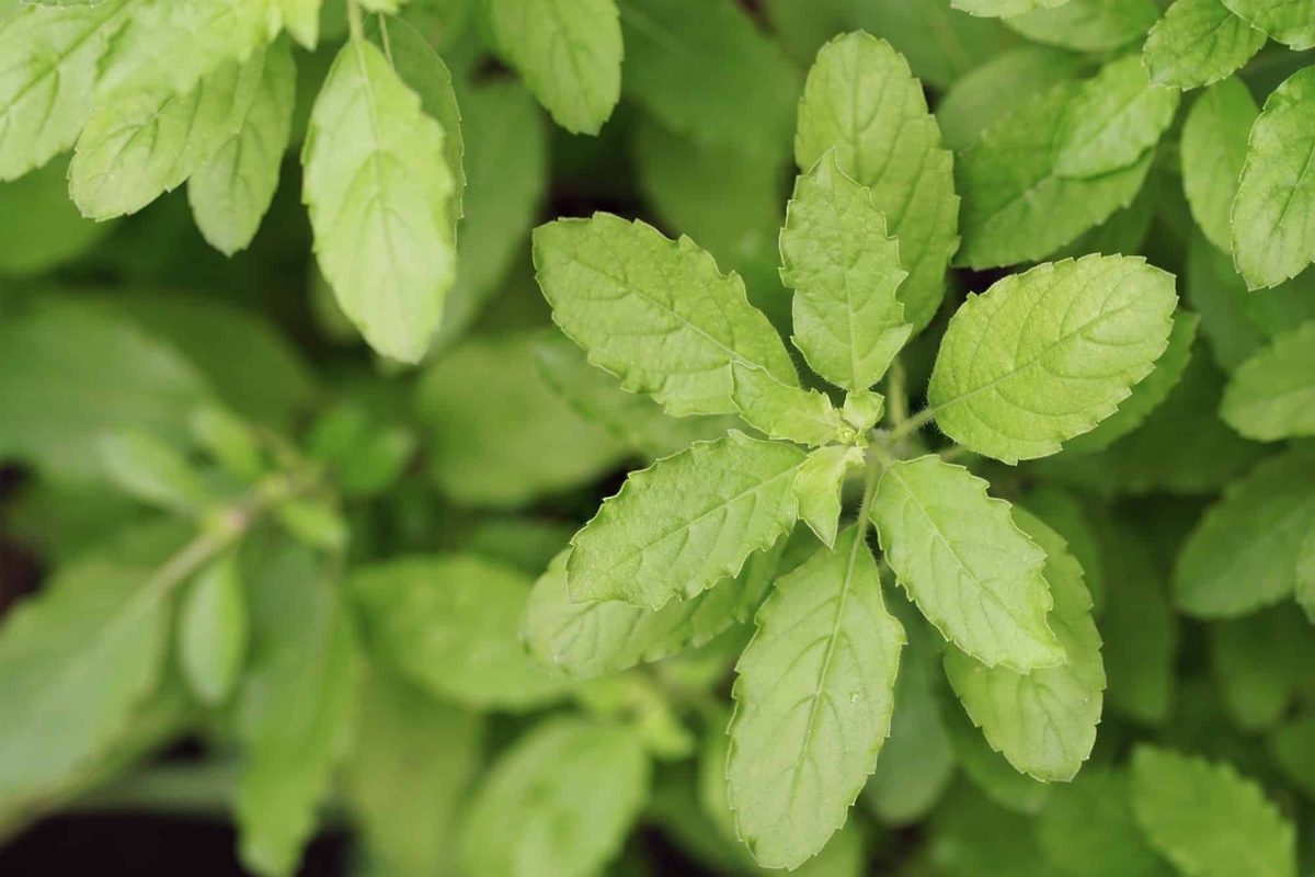 Holy basil vs. basil