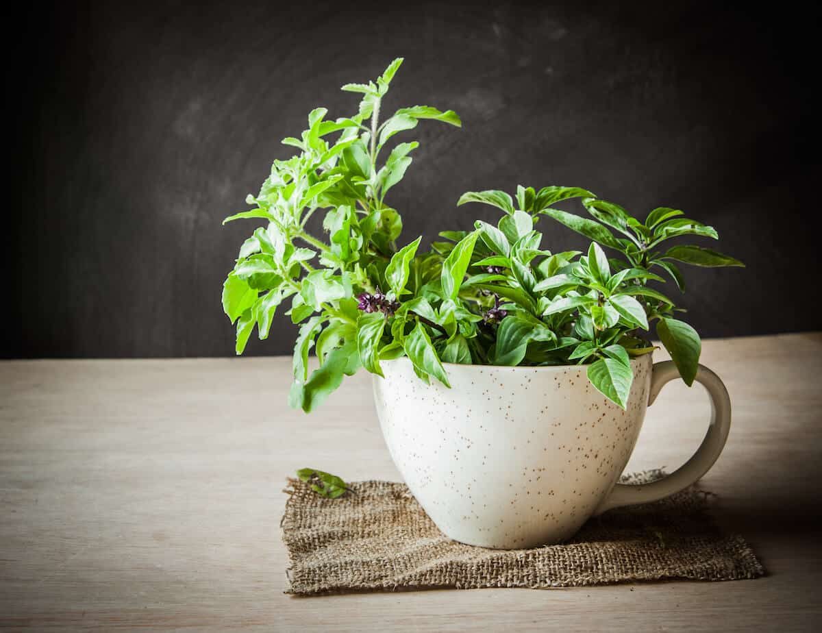 Holy Basil