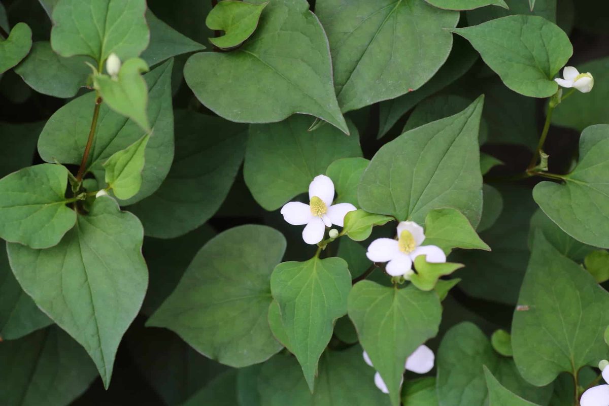 Houttuynia Cordata - Fish Mint