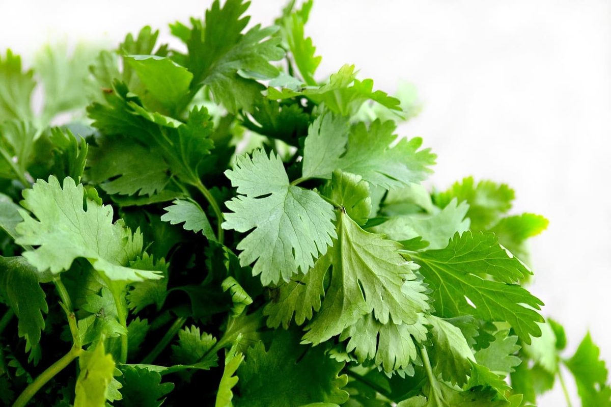 how to store cilantro