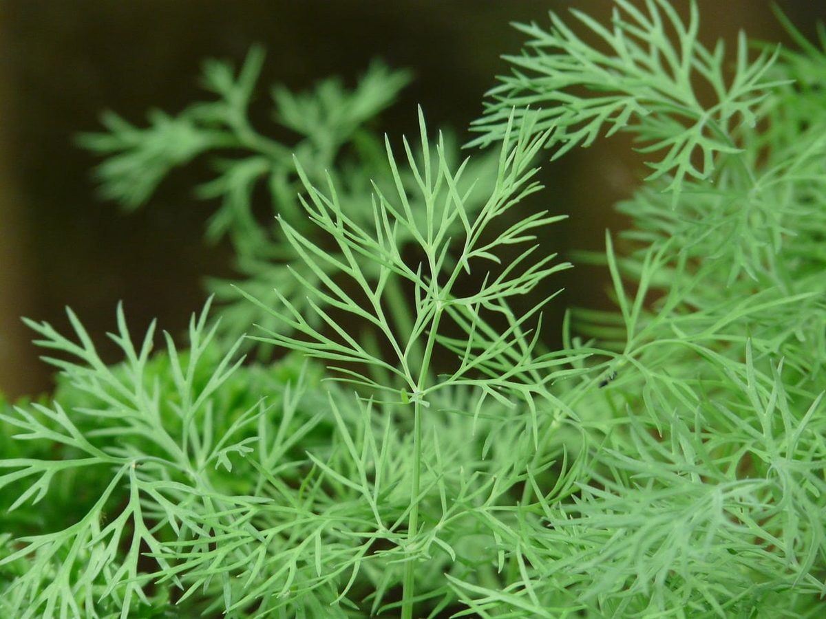 how to store dill