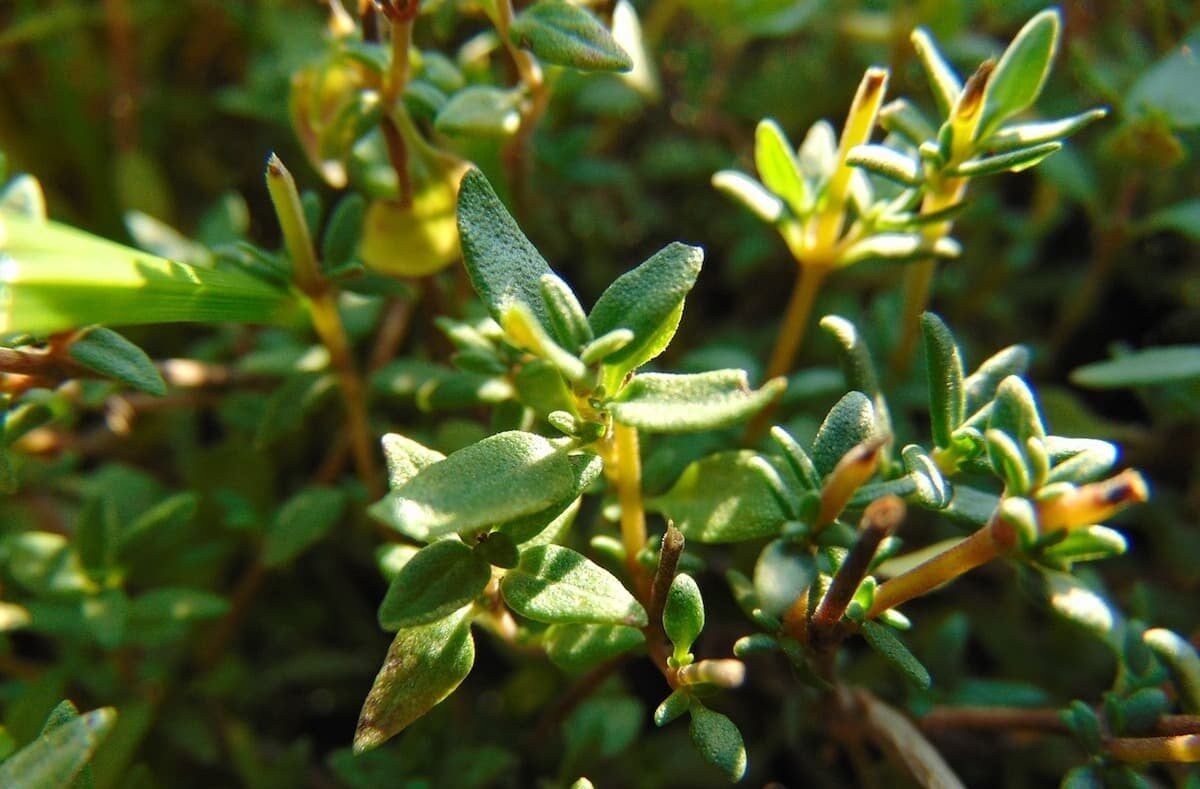 how to store thyme