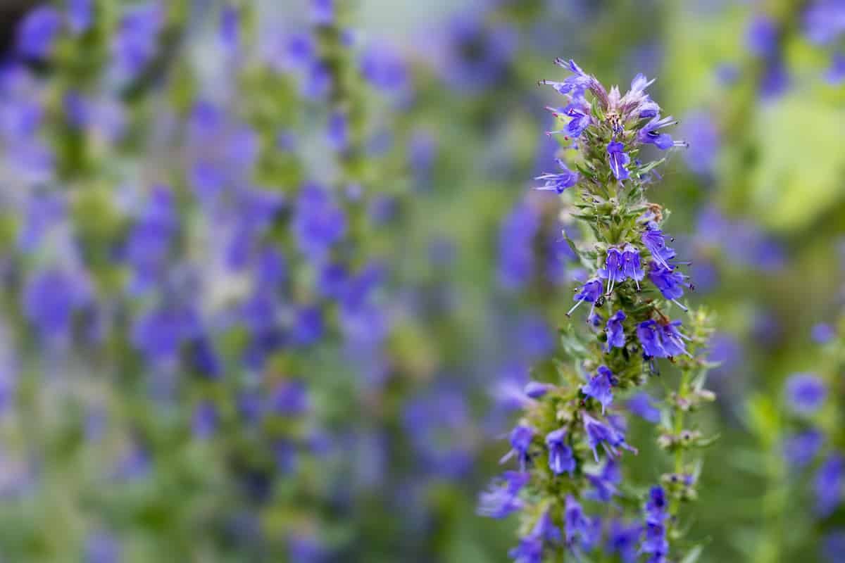 hyssop substitute