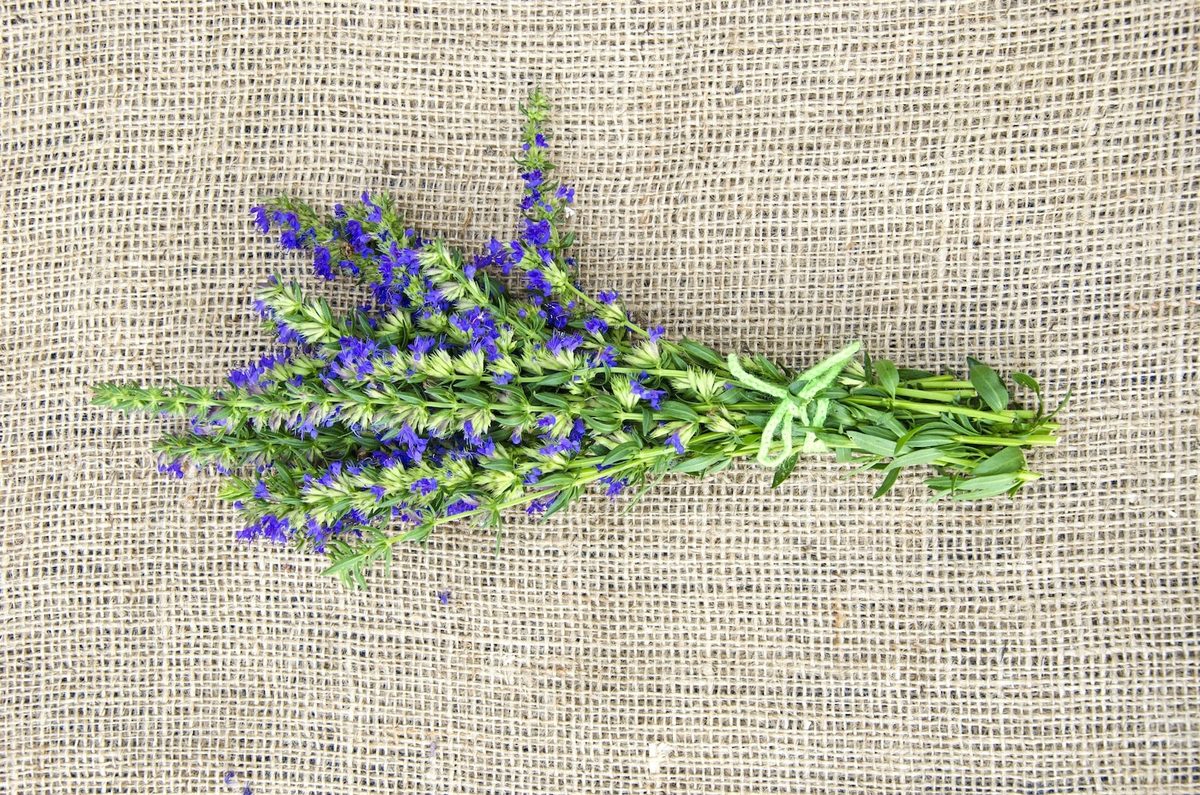 Hyssop vs Lavender