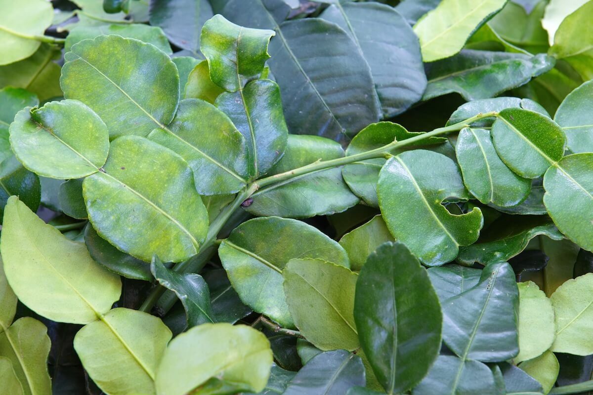 Kaffir Lime Leaves