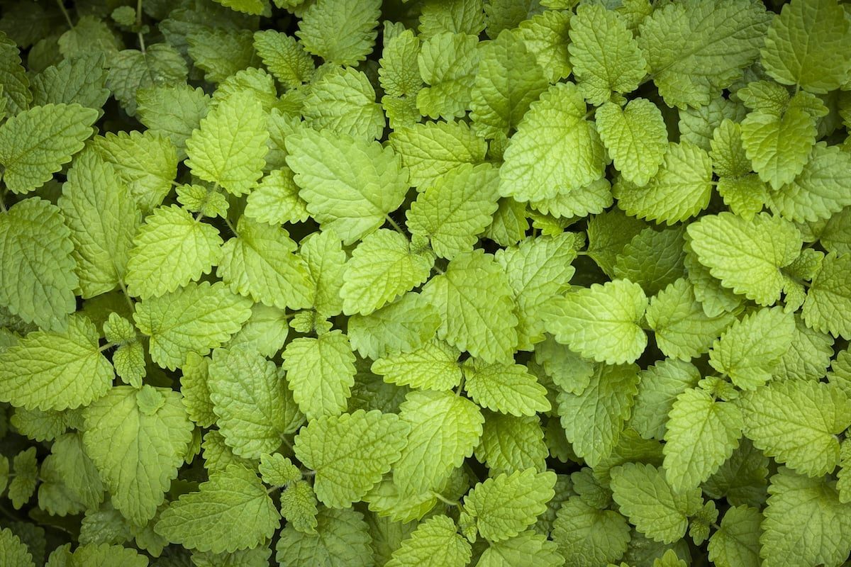 Lemon balm vs lemon verbena