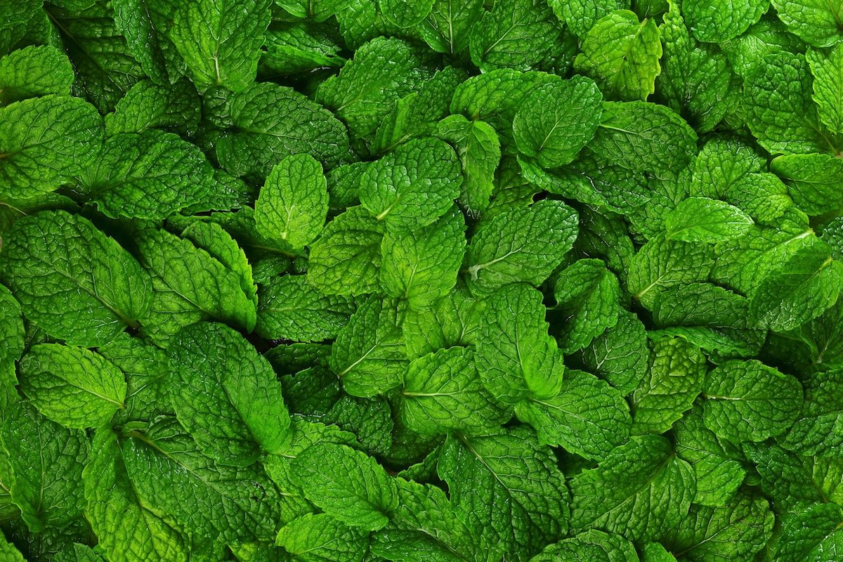 lemon balm vs mint