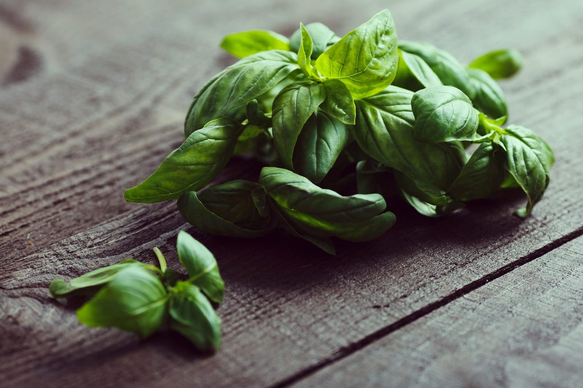 Lemon basil vs basil