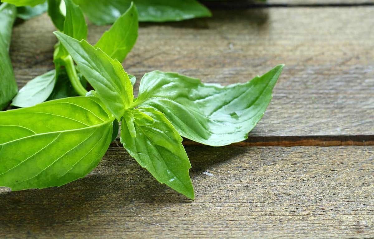 Lemon Basil