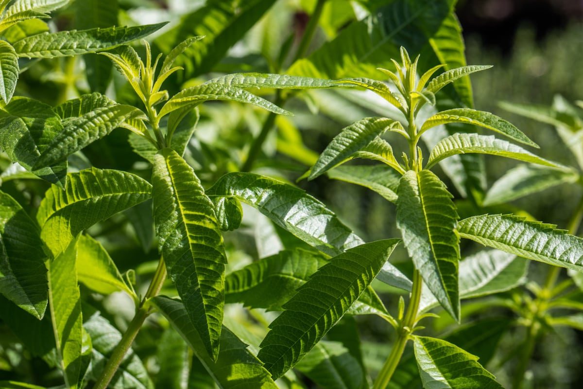 lemon verbena