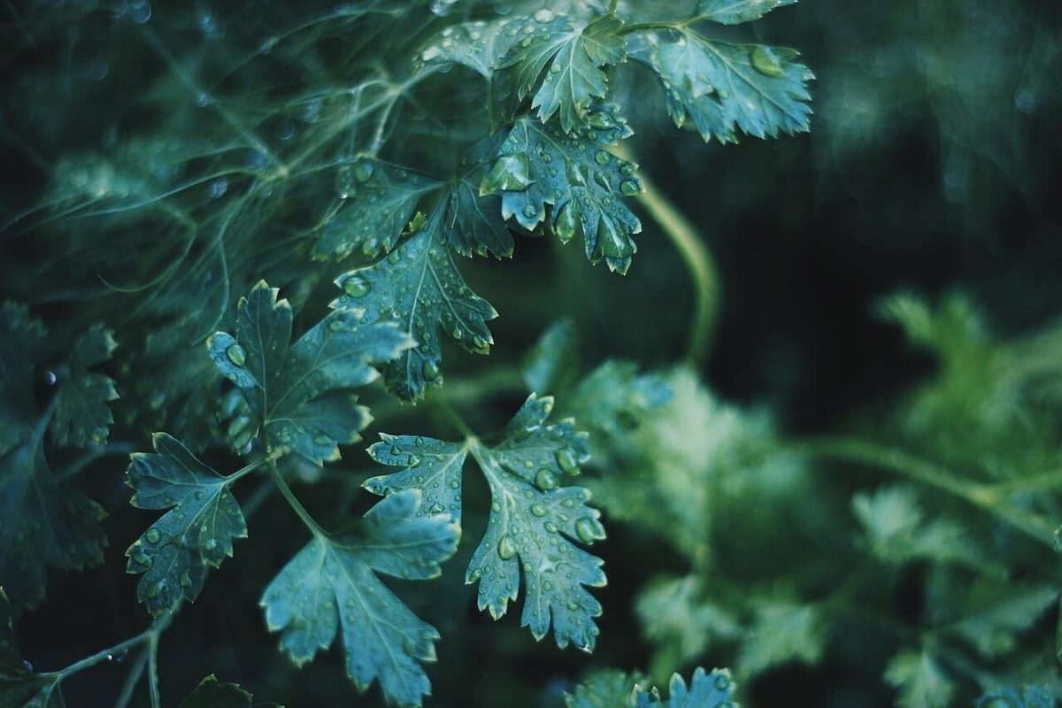 Lovage