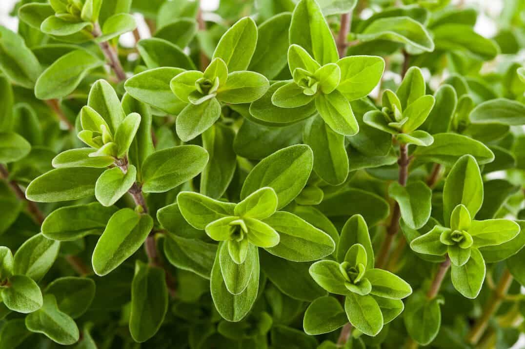 Marjoram