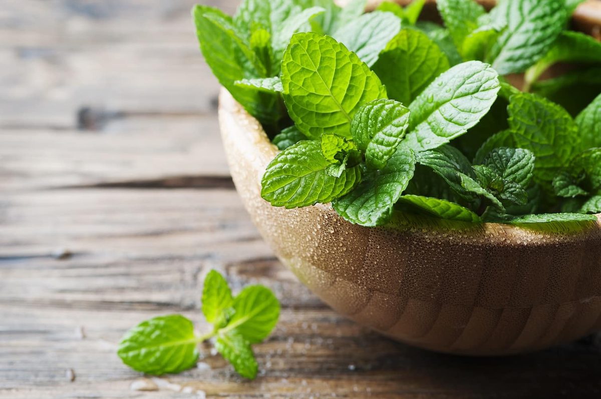 Mint Uses