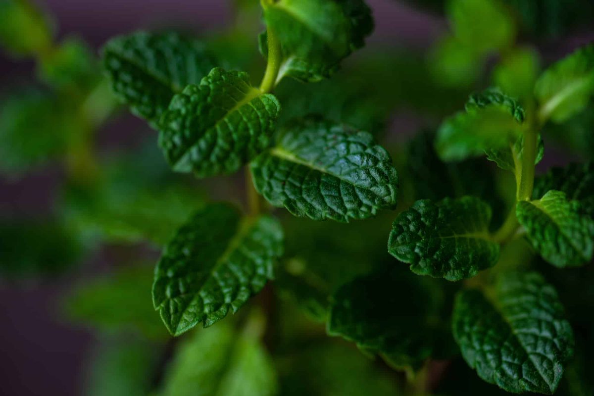 Moroccan mint