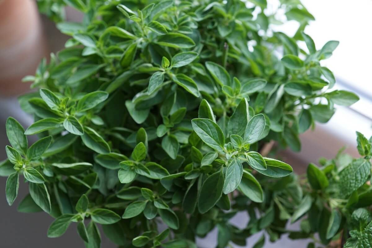 Oregano Substitute