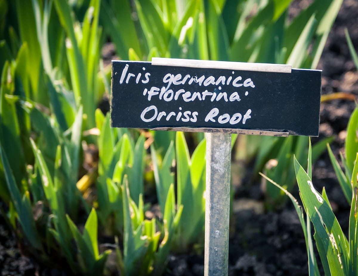 Orris Root