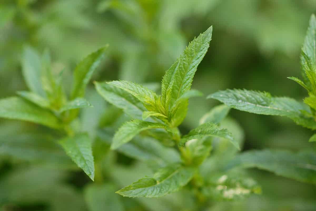 peppermint
