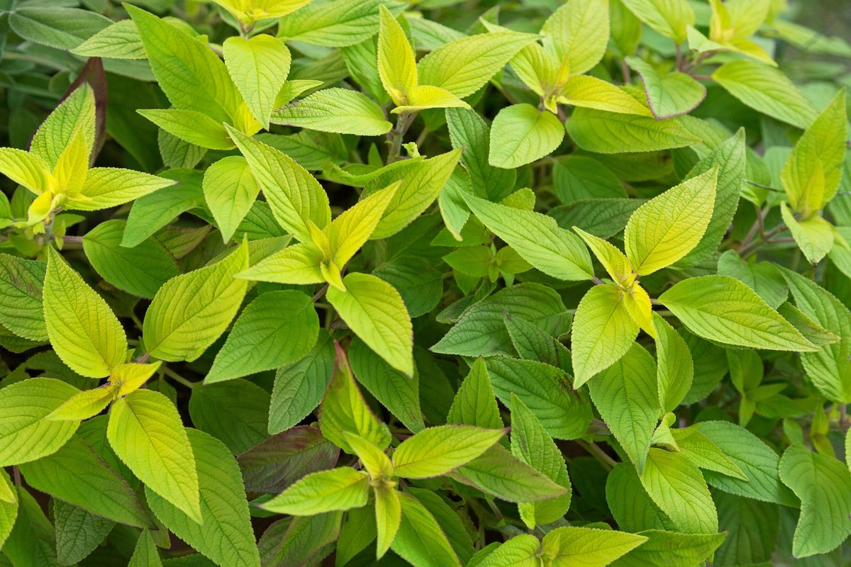 Pineapple Sage