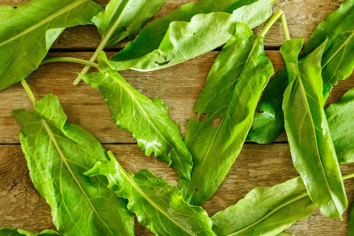 sorrel substitute