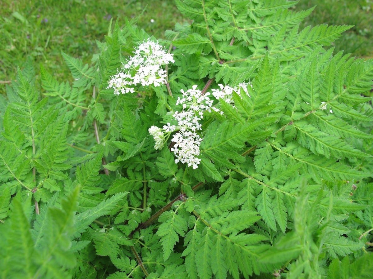 sweet cicely
