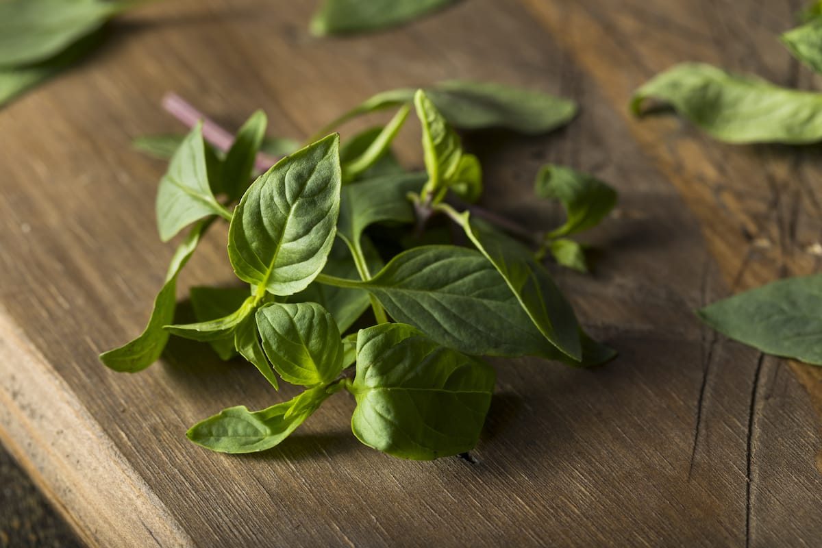 Thai basil vs. holy basil