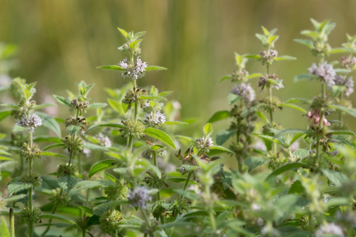 Field mint