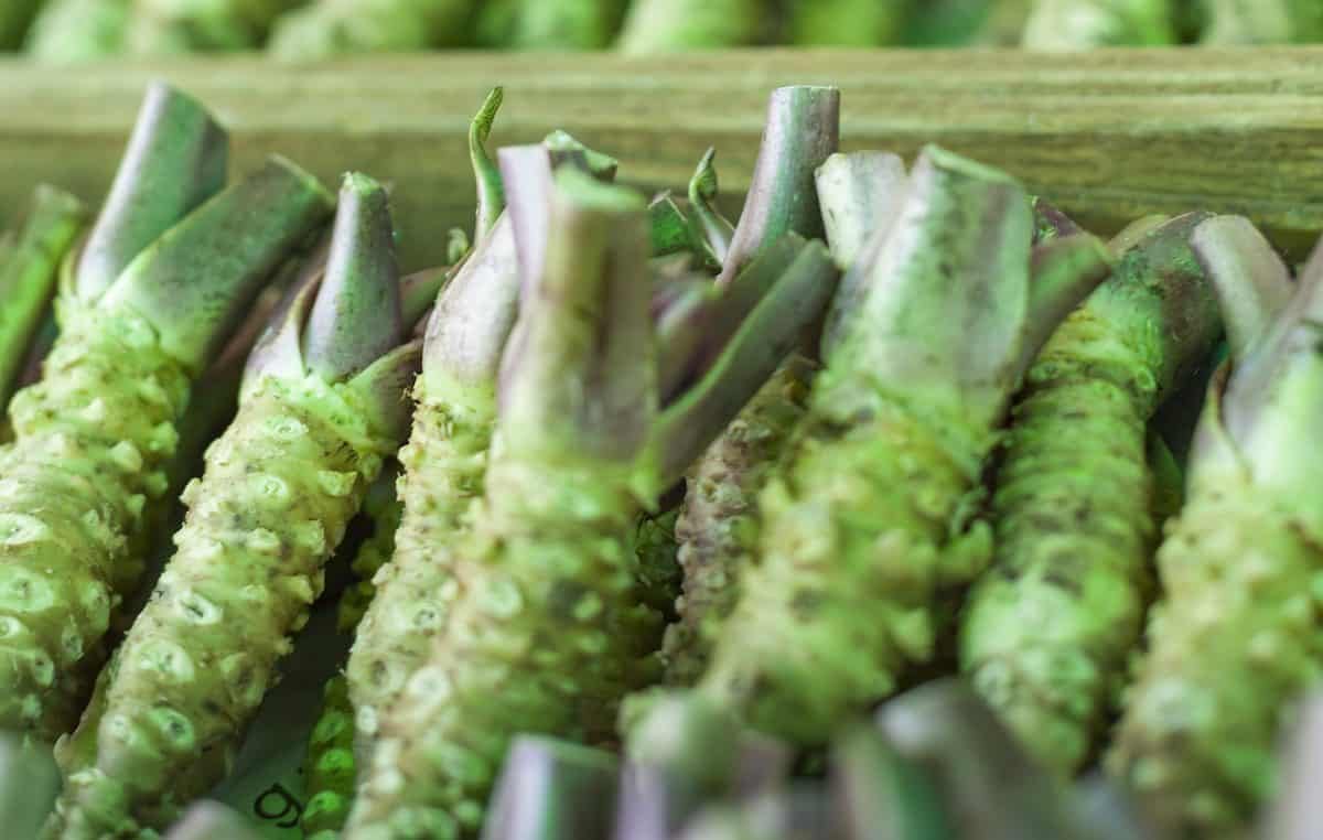 wasabi substitute