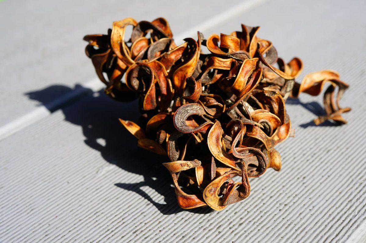 Wattleseed Substitute