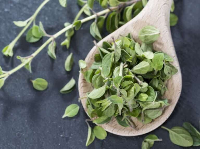 Marjoram Vs Oregano