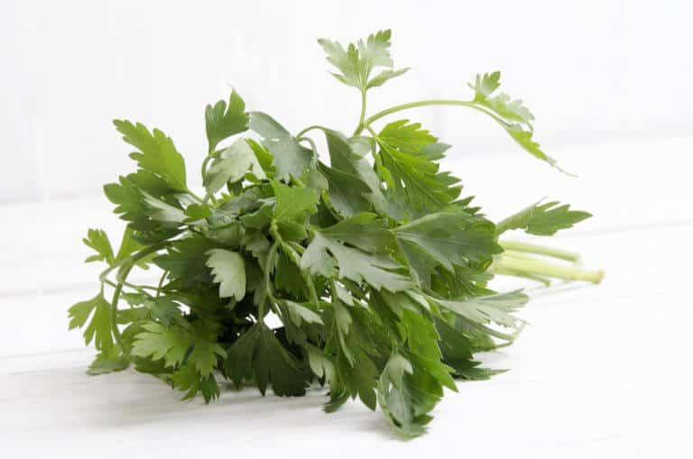 Chervil