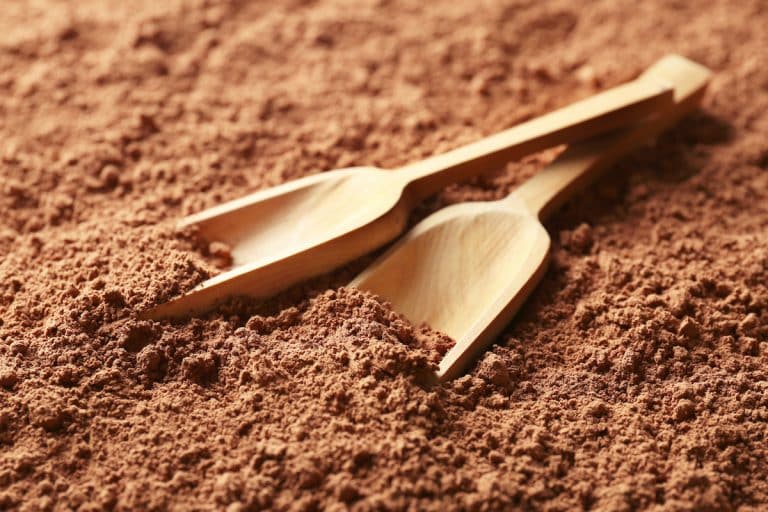 cacao powder