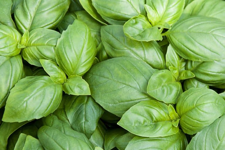 cooking with basil